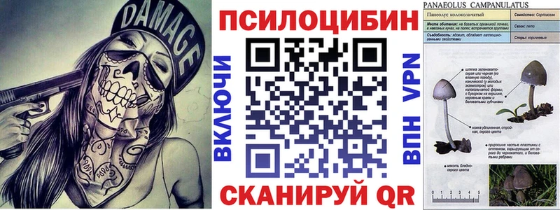 где можно купить   Калининск  блэк спрут зеркало  Псилоцибиновые грибы мухоморы 